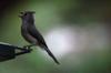 next photo: Tufted titmouse - Baeolophpus bicolor