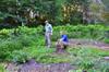 next photo: weeding and discovering forgotten crops