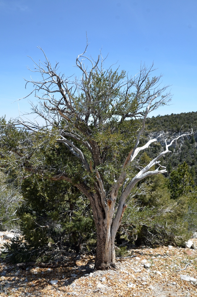 Mount Charleston DSC_2834