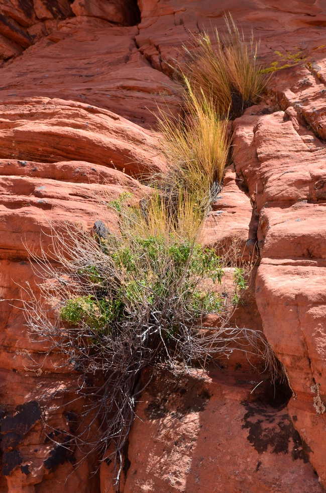 Red Rock Canyon DSC_2918