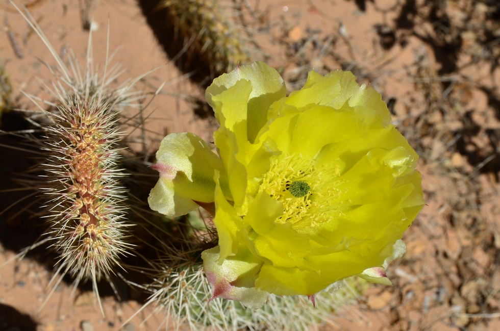 Red Rock Canyon DSC_2976