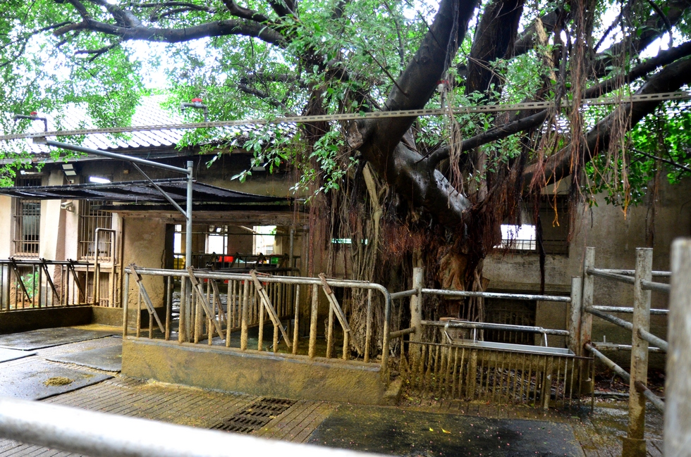 visit NTU Experimental Farm 臺大農業試驗場 DSC_4385