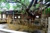 Old trees and simple buildings