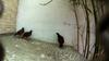 next photo: Taiwan Bamboo Partridge 竹雞 (zhú jī) Bambusicola thoracicus sonorivox