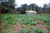 well mulched, simple polyculture