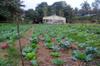 next photo: well mulched, simple polyculture