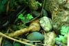 Sweet potato growing among the rocks on the terrace garden