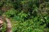 ground cover foods in the garden