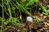 next photo: Chive blossom