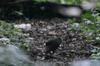 next photo: female Swinhoe's Pheasant 藍腹鷳 (lán fù xián) Lophura swinhoii