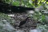 next photo: female Swinhoe's Pheasant 藍腹鷳 (lán fù xián) Lophura swinhoii