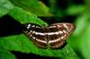 next photo: female Staff Sergeant 單帶蛺蝶 (dān dài jiá dié) Athyma selenophora laeta Nymphlidae