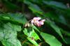 next photo: Begonia 水鴨腳秋海棠 (shuǐyājiǎo qiūhǎitáng) Begonia formosana