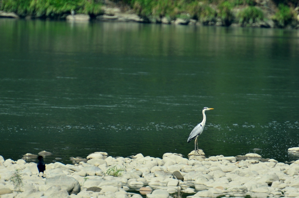 Bitan 碧潭 DSC_4132