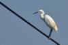 next photo: Little Egret 白鷺 (báilù) Egretta garzetta