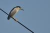 Black-crowned Night Heron 夜鷺 (yè lù) Nycticorax nycticorax