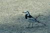 next photo: White Wagtail 白鶺鴒 (bái jílíng) Motacilla alba