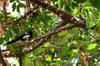 next photo: Common Magpie 喜鵲 (xǐquè) Pica pica