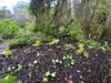 next photo: sprouting salads and radishes