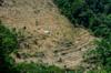 next photo: bamboo harvest at the head of the FuBa trail 巴福越嶺