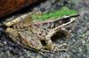 next photo: LaTouche's frog 拉都希氏赤蛙 Hylarana latouchii