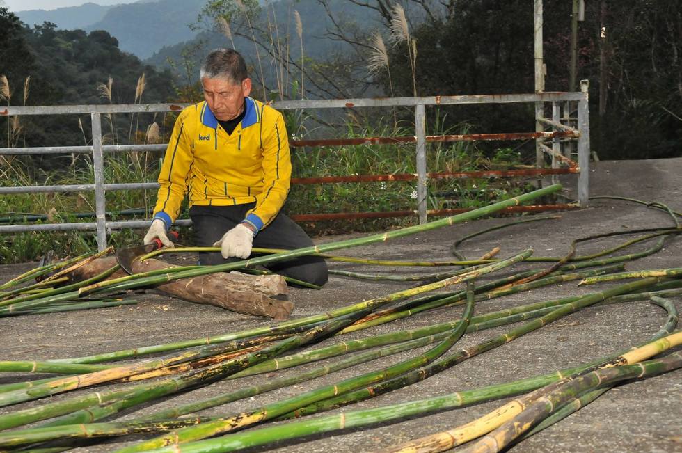 Rattan harvest 黃藤採收 1559544_3910214810245_254087244