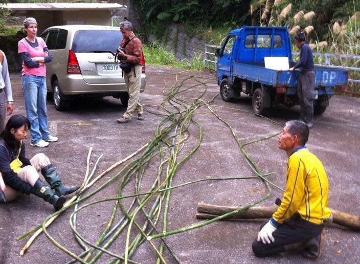 Rattan harvest 黃藤採收 1560544_3910205810020_1456324197