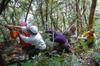 next photo: pulling the long vines down out of the high trees