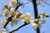 next photo: bee in the plum blossoms