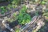 next photo: Salad Burnet. Topping and filling beds with mature compost.