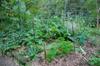 Lemon tree guild: comfrey, rue, parsley, culantro, rose geranium, sweet potato.