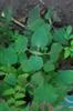 Milky mint plant leaves