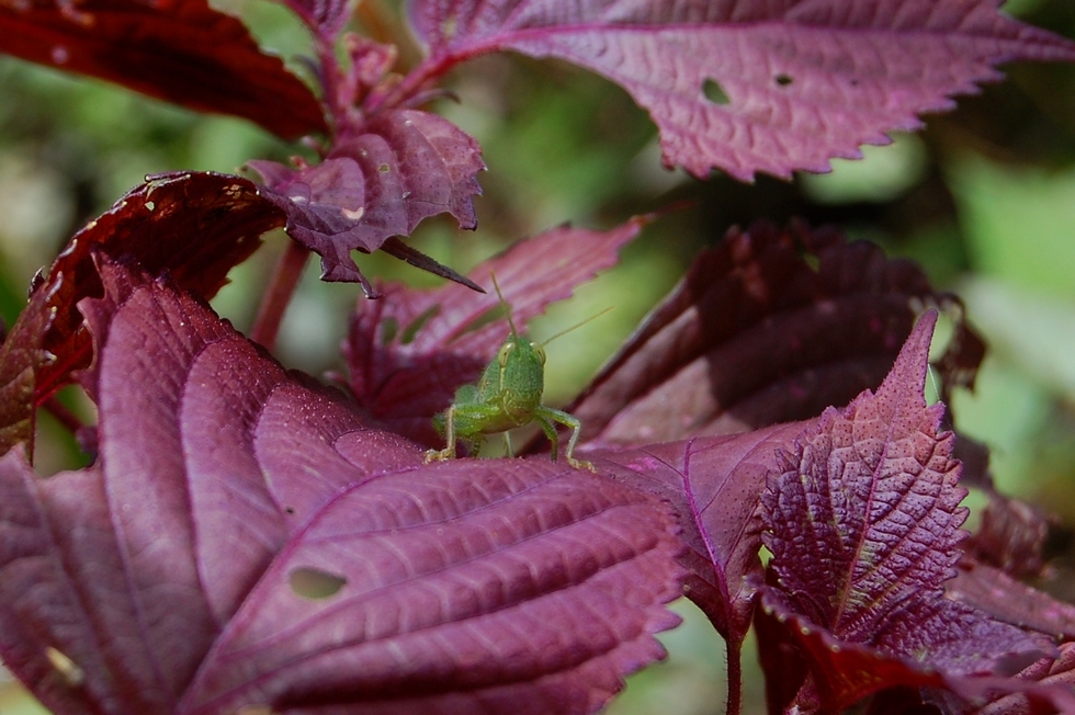 June garden DSC_1131