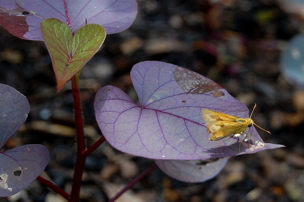 June garden DSC_1132