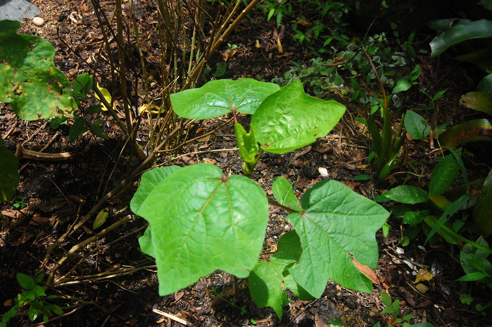 June garden DSC_1153