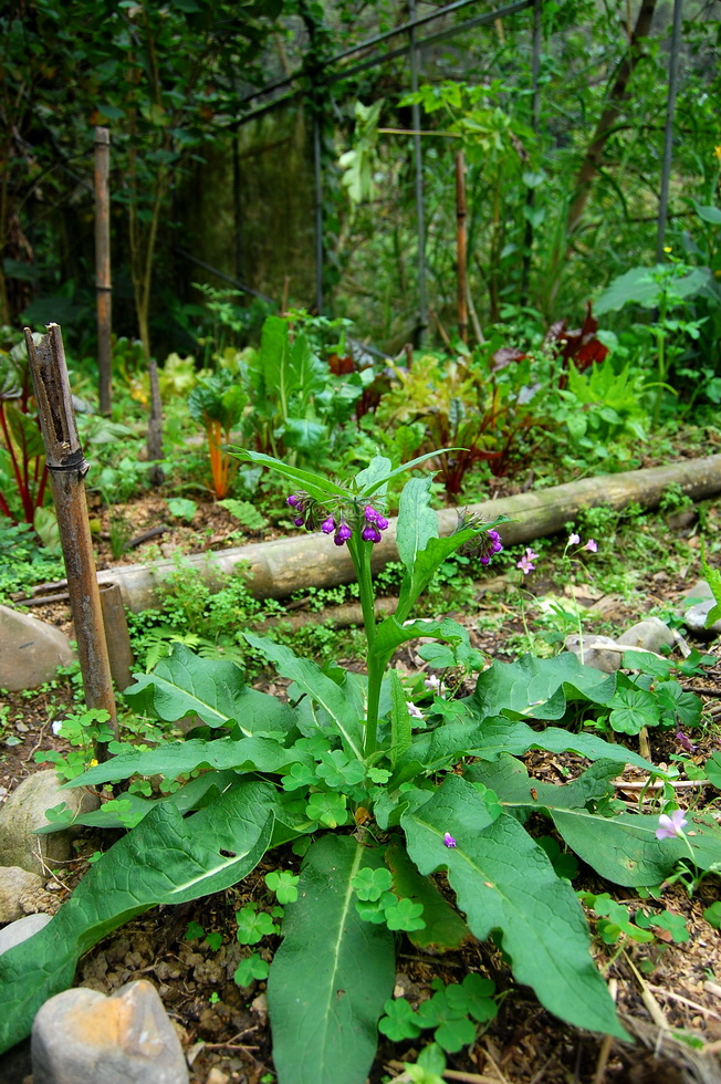 March garden DSC_0366