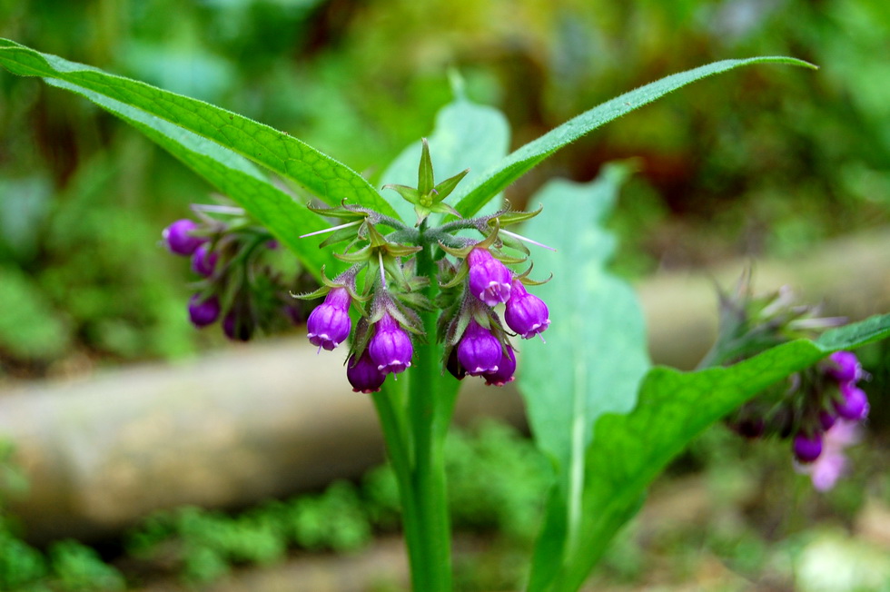 March garden DSC_0367