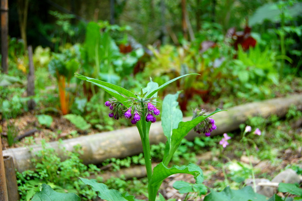 March garden DSC_0369