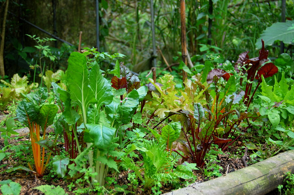 March garden DSC_0370