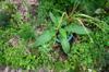 Comfrey and lemon grass waiting to be planted, chives, parsley, thyme, etc