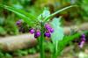 Comfrey bell flowers up close