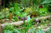 Comfrey and colorful veggies