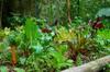 Colorful veggie beds