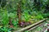 Colorful veggie beds