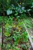 Colorful veggie beds