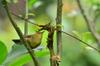 Red-headed Tree Babbler 山紅頭 (shān hóngtóu) Stachyris ruficeps