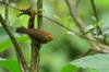 Red-headed Tree Babbler 山紅頭 (shān hóngtóu) Stachyris ruficeps