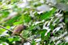 Gray-cheeked Fulvetta 繡眼畫眉 (xiù yǎn huàméi) Alcippe morrisonia