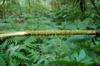 The rattan palm, very often completely covered in thorns.