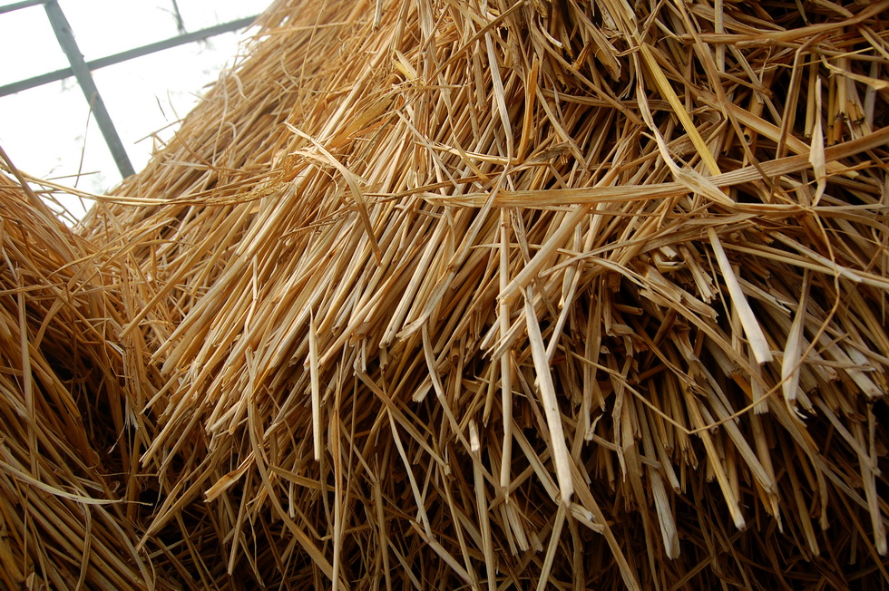 Shilin (Waishuangxi) Farm Visit DSC_0005